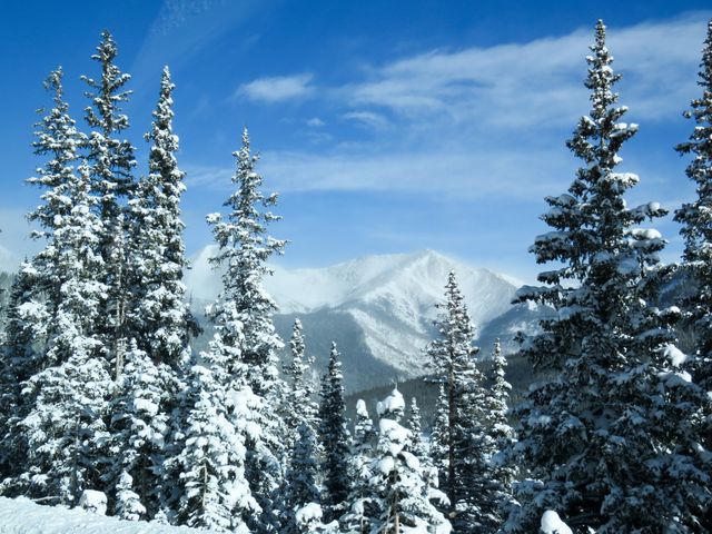 Sunlit Snow-Covered Trees in Serene Mountain Landscape - Download Free Stock Photos Pikwizard.com