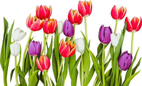 colorful tulip flowers isolated on transparent background - Download Free Stock Videos Pikwizard.com