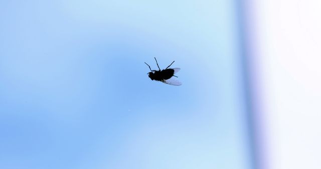 A fly is silhouetted against a clear blue sky, with copy space. Its delicate wings and slender legs are visible as it appears to be in mid-flight.