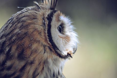 Close-up profile of fluffy owl in natural light