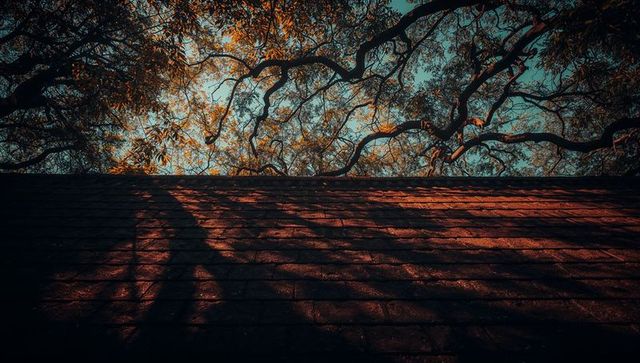 Shadows of Branches on Rooftop with Autumn Foliage