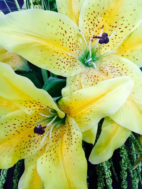 Close-up of two bright yellow lilies in full bloom, showcasing the speckled pattern on the petals. Ideal for spring and summer-themed projects, gardening content, nature blogs, and floral design inspirations.