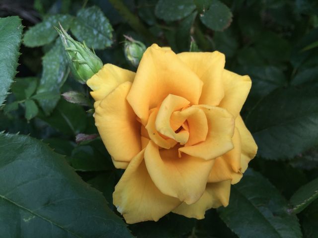 Yellow rose blooming amid green foliage. Ideal for gardening websites, floral blogs, seasonal greeting cards, or nature-inspired designs. The bright color and detailed petals evoke a sense of freshness and vitality.