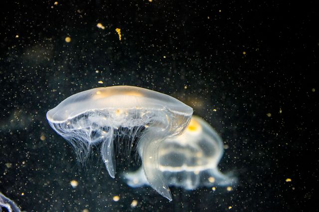Floating Jellyfish in Dark Ocean - Download Free Stock Photos Pikwizard.com