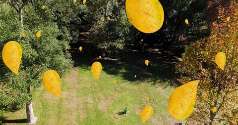 Golden leaves falling in tranquil autumn park scenery