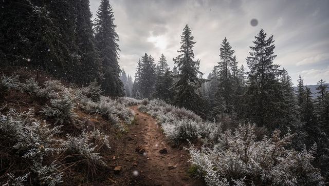 Mountain trail winding through frost-covered alpine forest under moody overcast sky