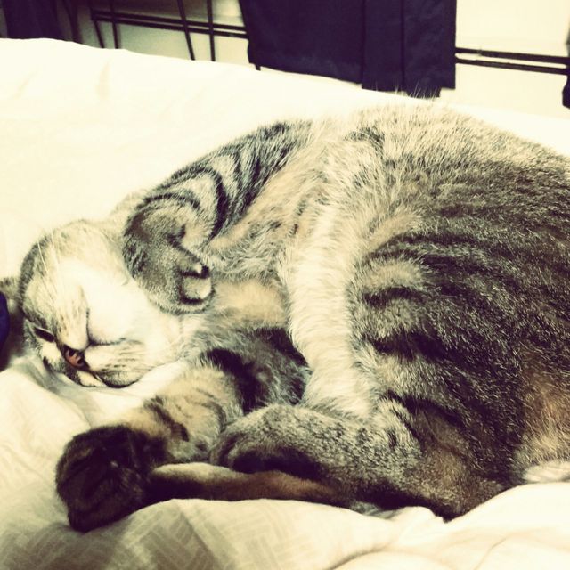 Adorable Tabby Cat Sleeping Peacefully in Cozy Home - Download Free Stock Photos Pikwizard.com