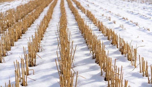 Wheat stubble creating repeating rows across snow-covered field in winter