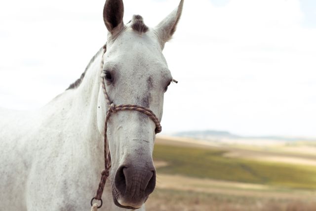 Majestic White Horse with Rope Halter in Sunlit Field - Download Free Stock Photos Pikwizard.com