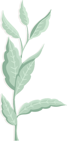 Stylized branch illustration with transparent background