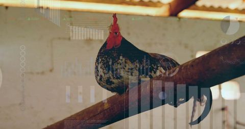 Speckled rooster perching inside barn under wooden rafters