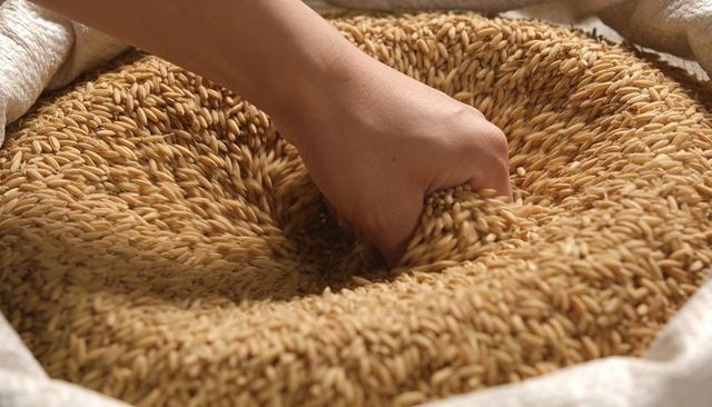 Hand squeezing golden whole grain in burlap sack showing harvest texture and motion