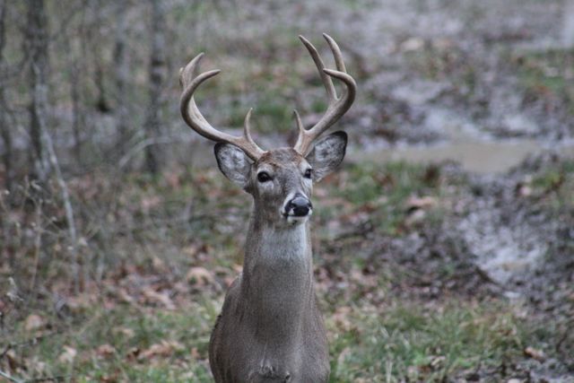Majestic White-Tailed Deer Staring in Forest - Download Free Stock Photos Pikwizard.com