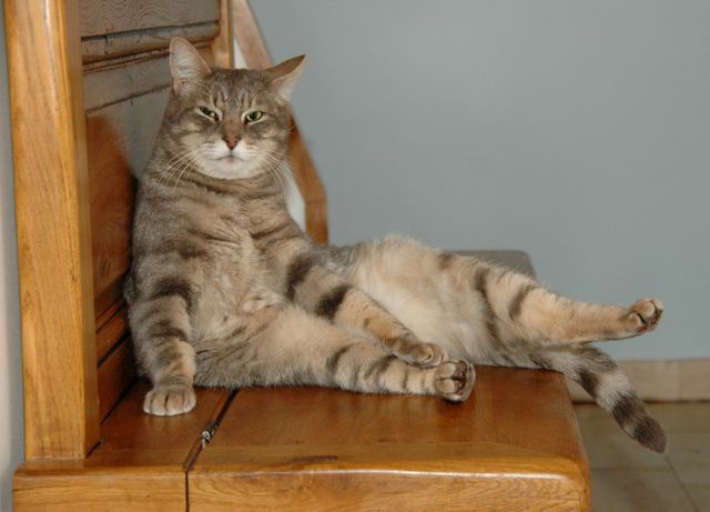 This image shows a cat lounging comfortably on a wooden bench indoors. The cat's relaxed posture and the slight smirk on its face add a humorous element, making it an excellent choice for use in pet-related content, humor blogs, or social media posts promoting pet products. It can also be used to convey relaxation and comfort in articles or advertisements.