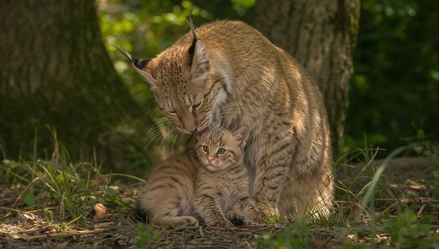 Lynx grooming kitten on sunlit forest floor showing maternal bond and care