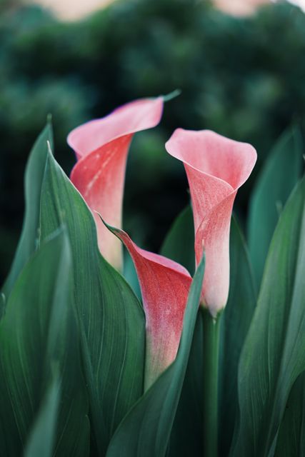 Closeup Photograph of Calla Lily Flower - Download Free Stock Photos Pikwizard.com