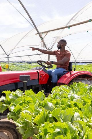 Farmer Operating Red Tractor in Greenhouse Amongst Lush Lettuce