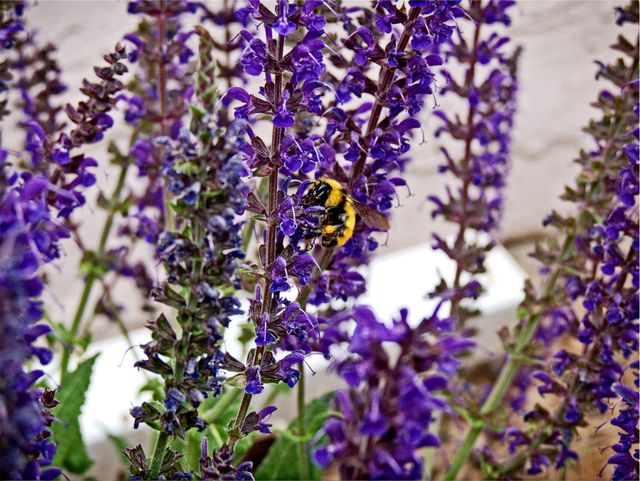 Bee Pollinating Lavender in Bloom Close-Up - Download Free Stock Photos Pikwizard.com