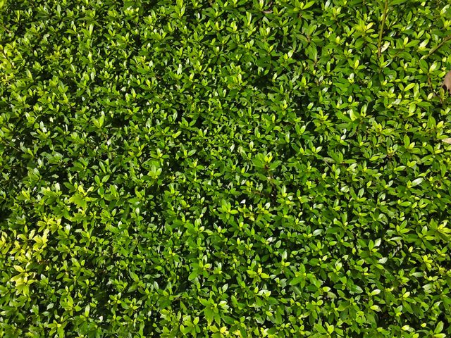 Bill city flower bed grass - Download Free Stock Photos Pikwizard.com