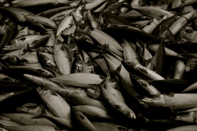 Abundant Catch of Freshly Caught Fish at Market - Download Free Stock Photos Pikwizard.com