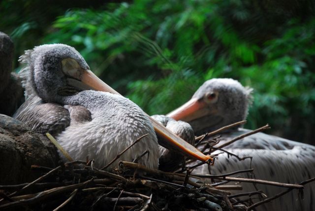 Two pelicans resting on their nest made of branches, set against a lush green backdrop. Use for nature-themed content, wildlife preservation articles, birdwatching blogs, or environmental awareness campaigns.