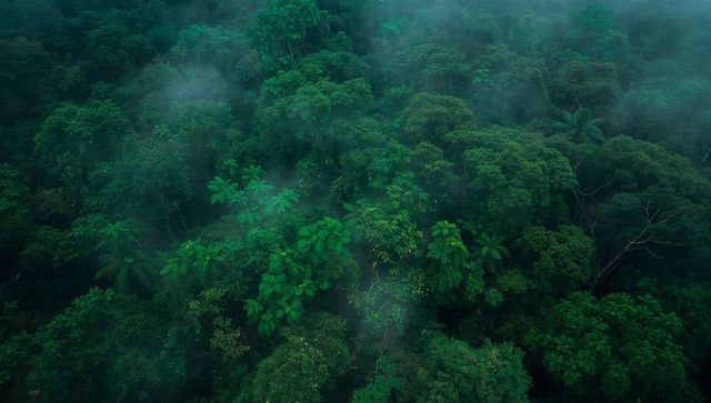 Misty aerial view over lush tropical rainforest canopy