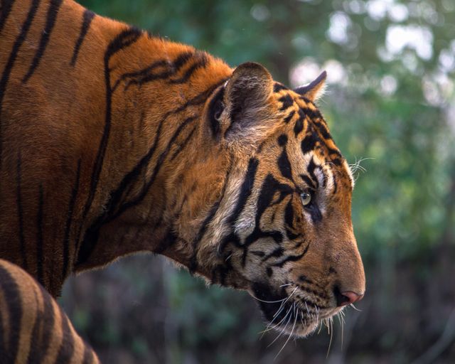 Close-up Profile of Majestic Tiger in Wild Habitat - Download Free Stock Photos Pikwizard.com