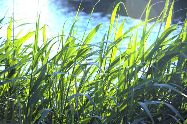 Close-up of tall green grass blades illuminated by natural sunlight with a water background. Useful for themes related to nature, ecology, summer, and tranquil outdoor settings.