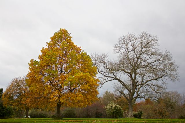 Autumn Colors and Bare Winter Trees in Tranquil Parkland - Download Free Stock Photos Pikwizard.com