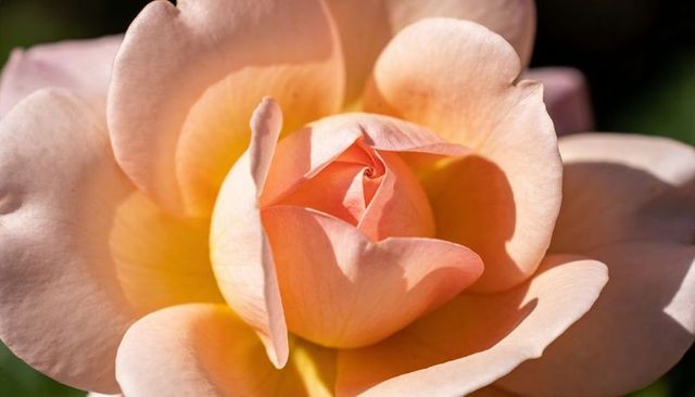 Peach rose blossom unfurling macro closeup with velvety spiral petals