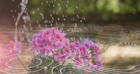 Sunlit pink geraniums catching rain droplets with white ripple overlay for backgrounds