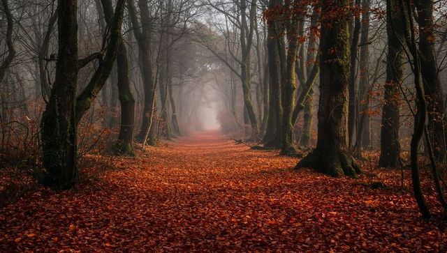 Enchanting misty forest trail in vibrant autumn colors