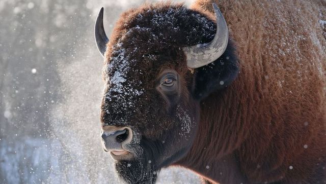 Breathing american bison in snowy woodland, close-up portrait with frost-dusted fur