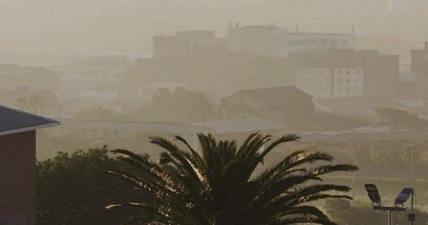 Palm tree overlooking misty urban skyline at sunset