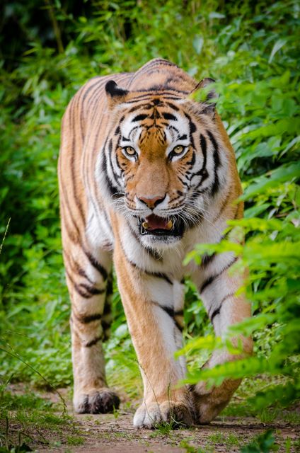 Bengal tiger is walking through dense jungle, showcasing its majestic presence among the lush, green foliage. This image can be used for wildlife conservation themes, nature documentaries, educational materials about animals, travel brochures for wildlife safaris, or posters promoting the beauty of endangered species.