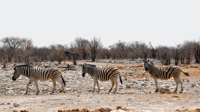 Three Zebras Walking in Dry Savanna Landscape - Download Free Stock Photos Pikwizard.com