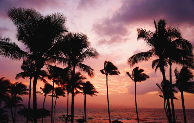 This image shows a serene tropical beach at sunset, with silhouettes of tall palm trees against a colorful sky. Ideal for travel and tourism websites, nature blogs, and vacation promotional materials. Perfect for conveying relaxation, tranquility, and natural beauty.