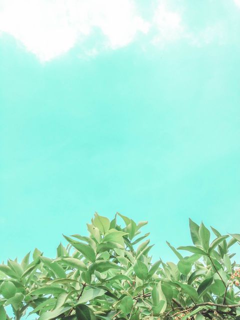 Bright green leaves at bottom of image with clear blue sky in background. Perfect for themes of nature, relaxation, environment, outdoor activities, and fresh air.