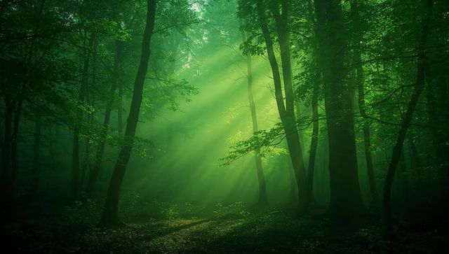 Misty Green Forest with Golden Sunbeams Piercing Canopy and Mossy Woodland Pathway