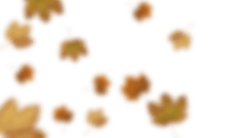 colorful autumn maple leaves on transparent background - Download Free Stock Videos Pikwizard.com