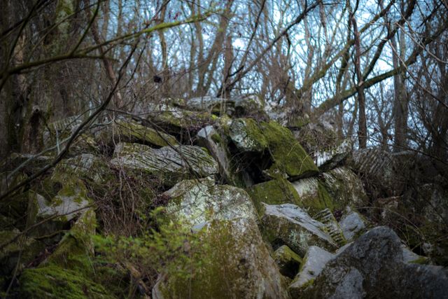 Moss-Covered Rocks in Forest in Early Spring - Download Free Stock Photos Pikwizard.com