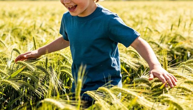Laughing boy running through golden wheat field, sunlight on barley stalks, carefree play