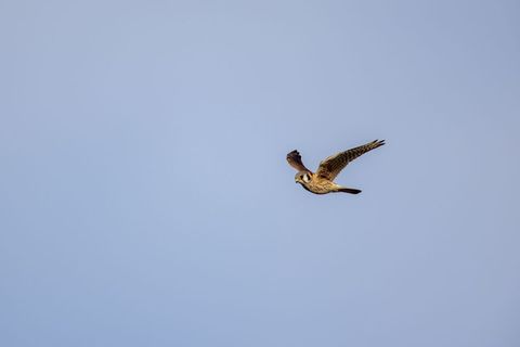 Kestrel hovering over clear blue sky, hunting flight, wings outstretched, raptor in motion