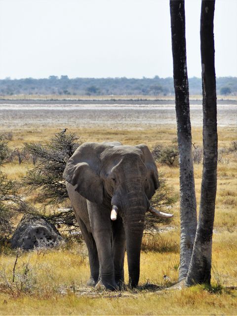 Elephant Grazing Near Trees in African Savannah - Download Free Stock Photos Pikwizard.com