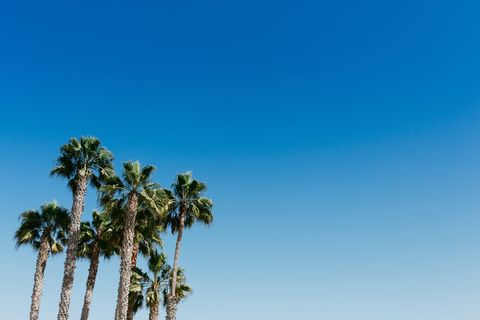 Tall Palm Trees Touching Bright Blue Sky