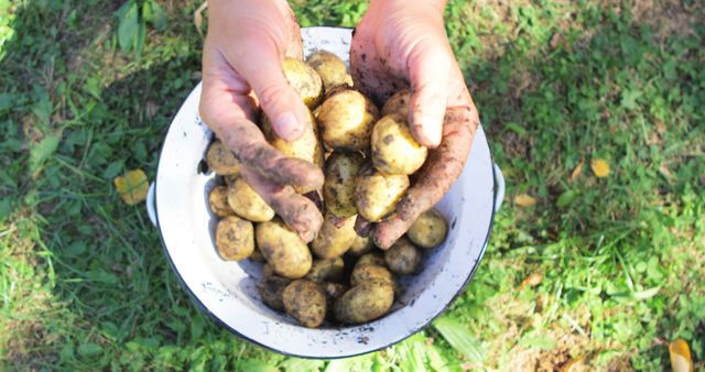 Hands holding freshly harvested, soil-covered potatoes in outdoors garden environment. Ideal for content about organic farming, home gardening, sustainable agriculture, and healthy eating. Perfect for illustrating the farm-to-table process, showcasing fresh produce, or promoting gardening products.