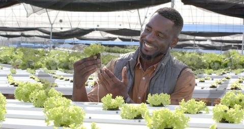 Farmer examining hydroponic lettuce in eco-friendly greenhouse