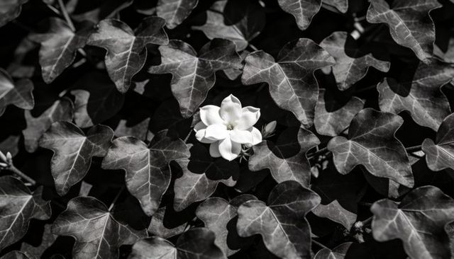 White blossom contrasting with dark ivy leaves in high-contrast monochrome