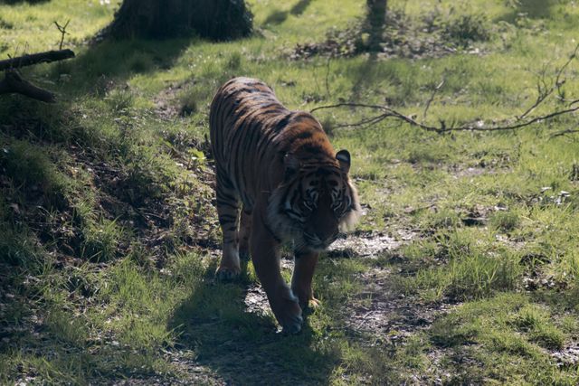Majestic tiger walking through forest on bright sunny day, perfect for projects involving wildlife conservation, animal documentaries, nature magazines, or educational material about wildlife and big cats.