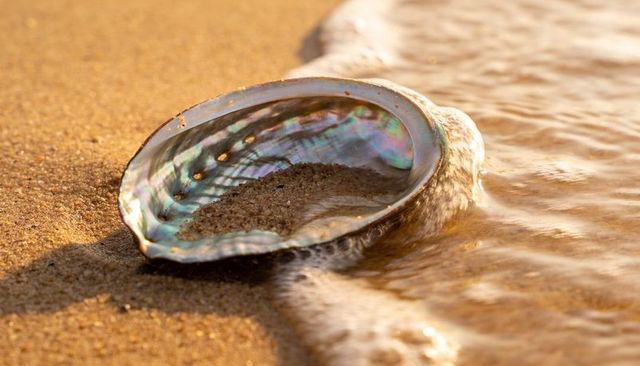 Iridescent abalone shell resting on wet sand with tidal foam and nacre shine